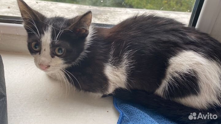 Маленькая дворняжка