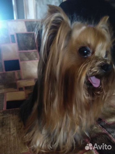 Йоркширский терьер вязка