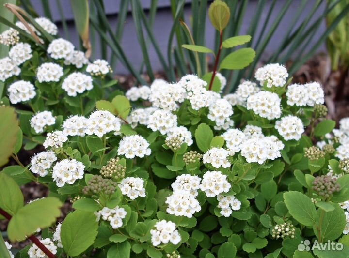 Кустарники для сада