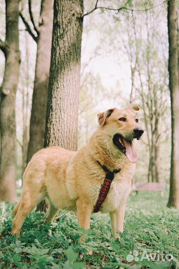 Собака в добрые руки. Мишка