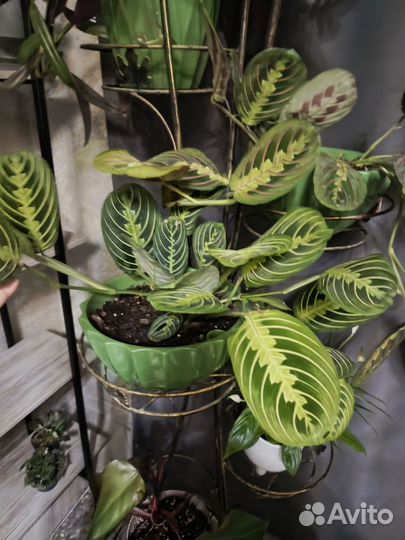 Маранта триколор, лимон лайм