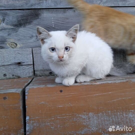 Отдам котят в хорошие руки