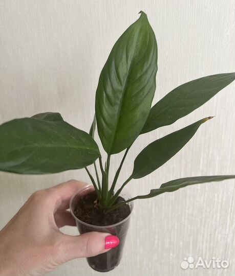 Спатифиллум, драцена, традесканция