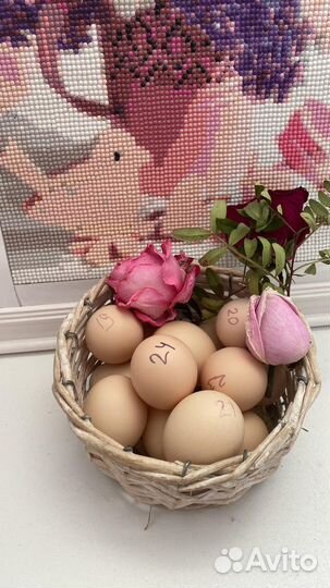 Карликовый Кохинхин лаванда цыплята, яйцо