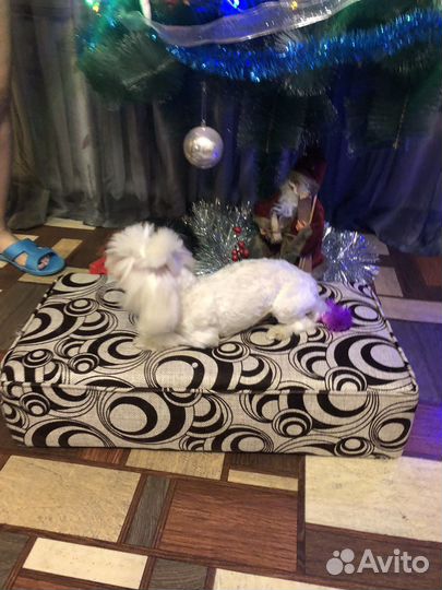 Болонка мальтезе мальчик вязка