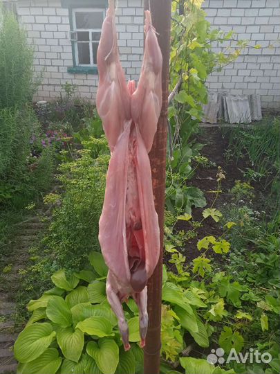 Мясо кролика