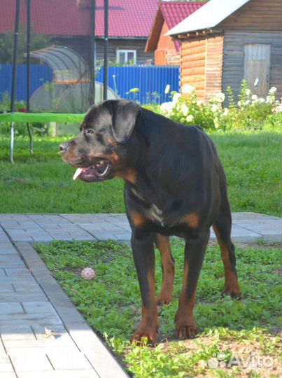 Ротвейлер для вязки