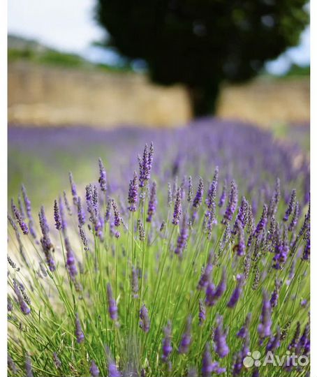 Лаванда
