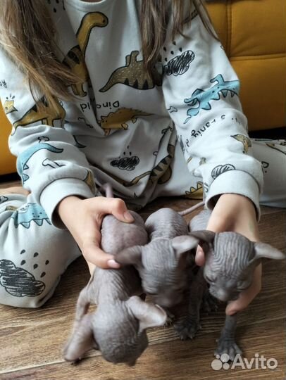 Донской сфинкс