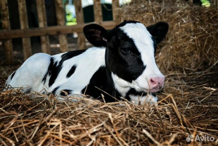 Телята и бычки