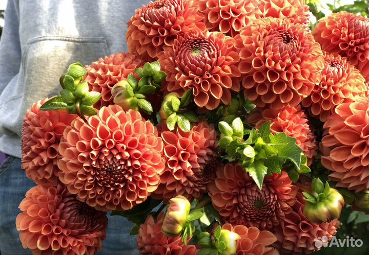 Растения цветы для сада