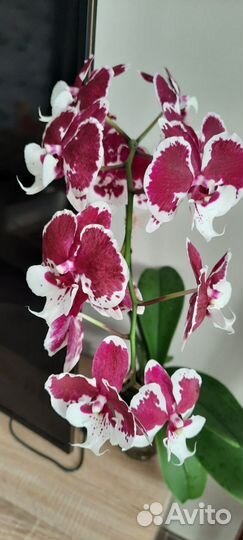 Орхидея фаленопсис
