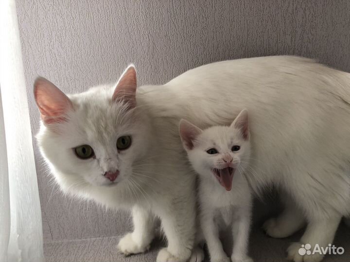 Котенок девочка в добрые руки