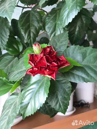 Гибискус, Аихрезон, Аглонема, Эпипремнум