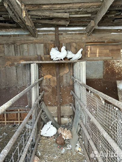 Продам голубей