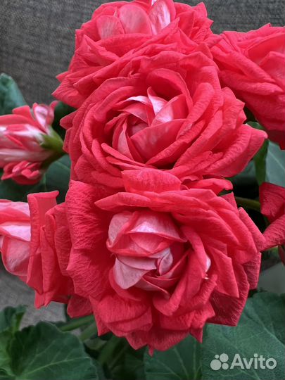 Пеларгонии сортовые