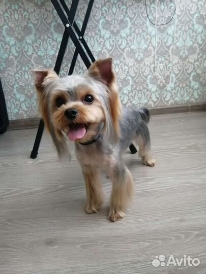 Груминг для собак