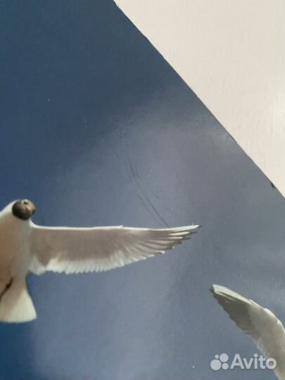 Дао цифровой фотографии Майкл Фриман