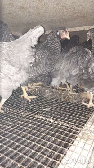 Куры молодки