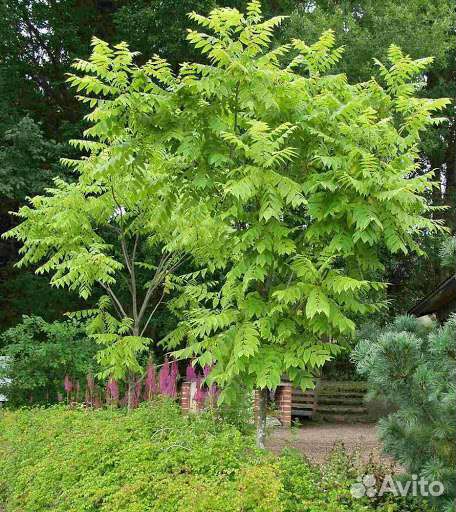 Саженцы Манчжурского ореха 2х-летки (50- 70 см)