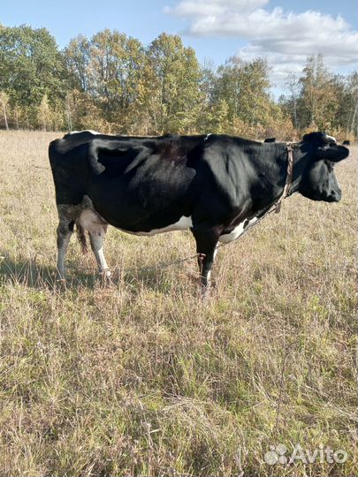 Корова стельные