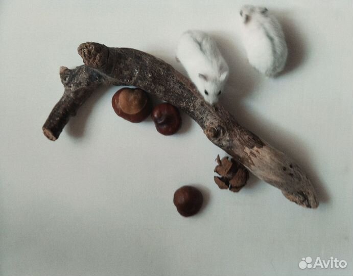 Хомяки джунгарики с серой полоской на спинке