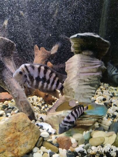 Цихлазома чернополосая