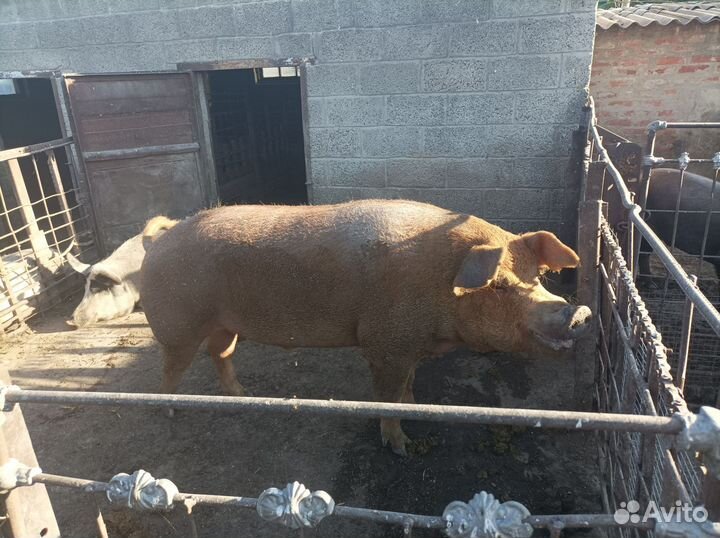 Продам хряка