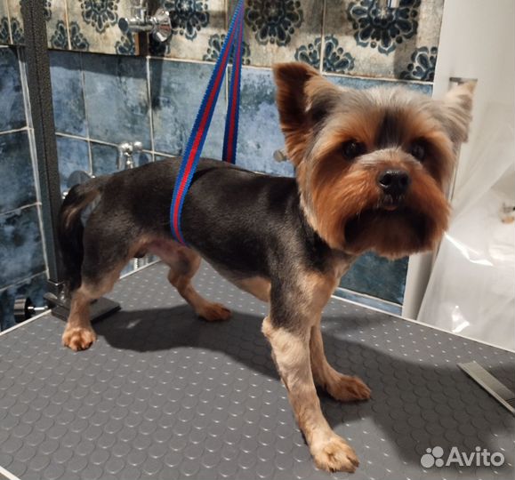 Грумер, груминг, стрижка собак в Лосинке