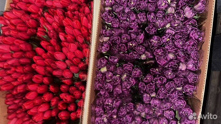 Букеты тюльпан и доставки