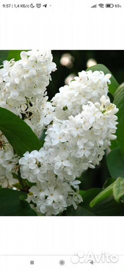 Сирень белая