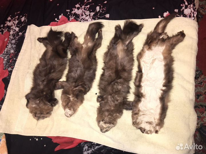 Шкурка соболя