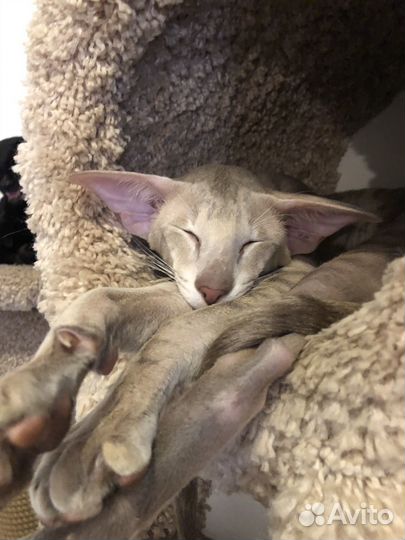 Ориентальный кот вязка