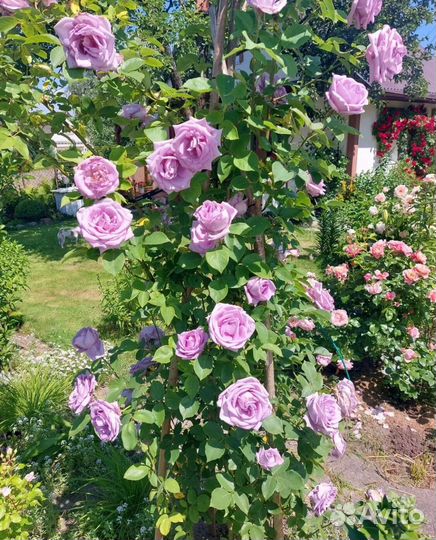 Саженцы роз оптом
