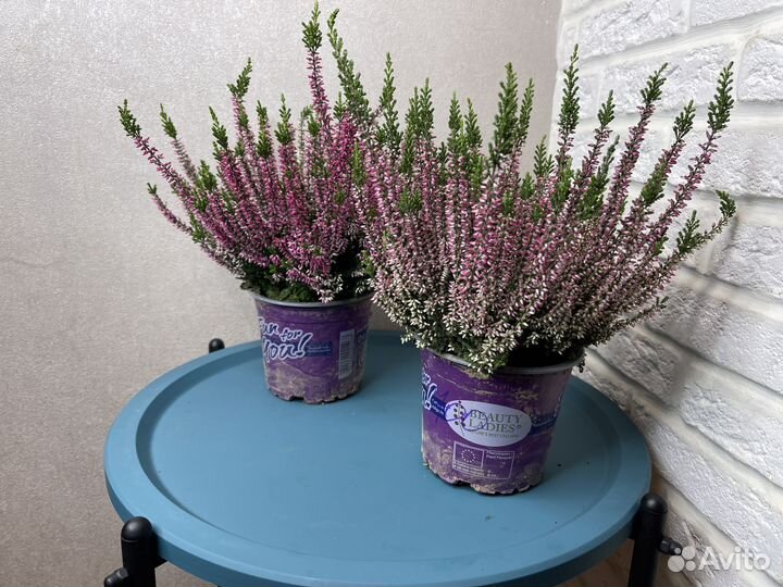 Каллуна комнатные цветы