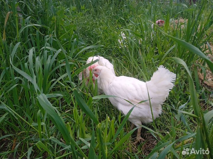 Куры несушки