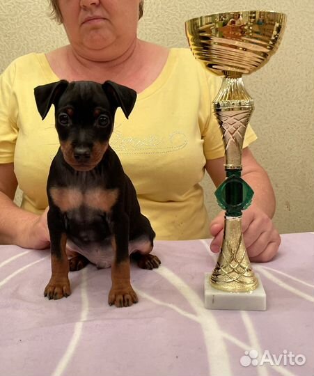 Щенки цвергпинчера (карликовый пинчер)