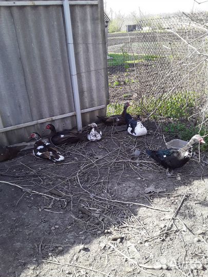 Продам индоутаков