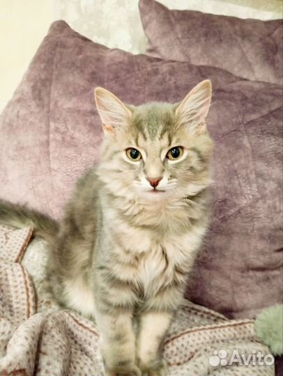 Сибирский котенок мальчик бесплатно