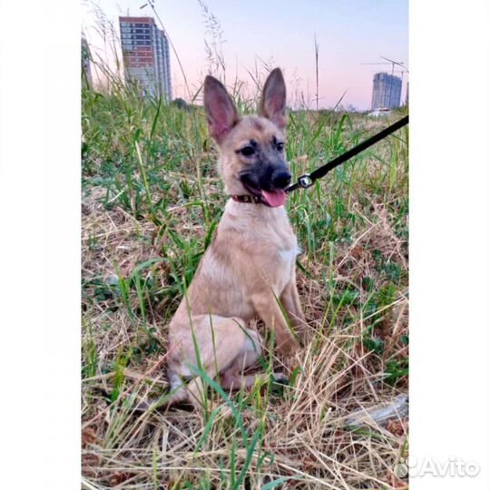 Собака метис овчарки привита