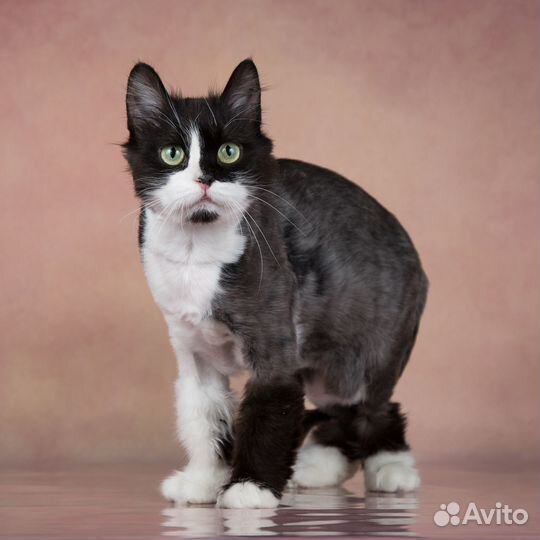 Метис перса кошечка Лиза в добрые руки