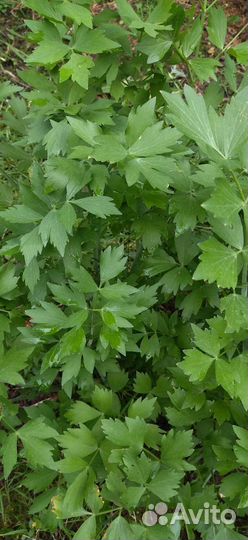 Многолетние цветы и лекарственные травы