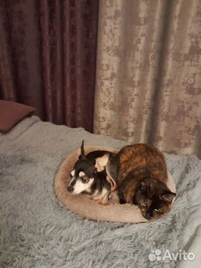 Зооняня/передержка животных/кэтситер/догситер