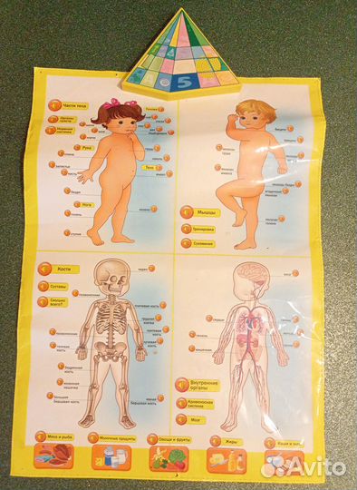 Обучающий плакат