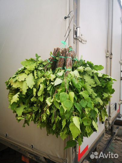 Веники свежие берёзовые, пара, дубовый, пихтовые