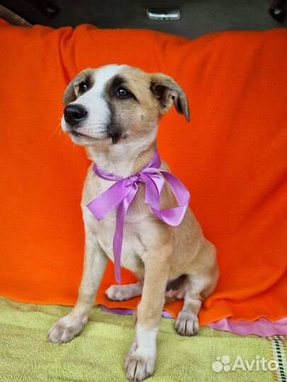 Девочка шенок