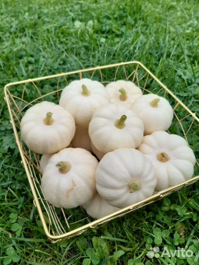 Тыква бэби бу