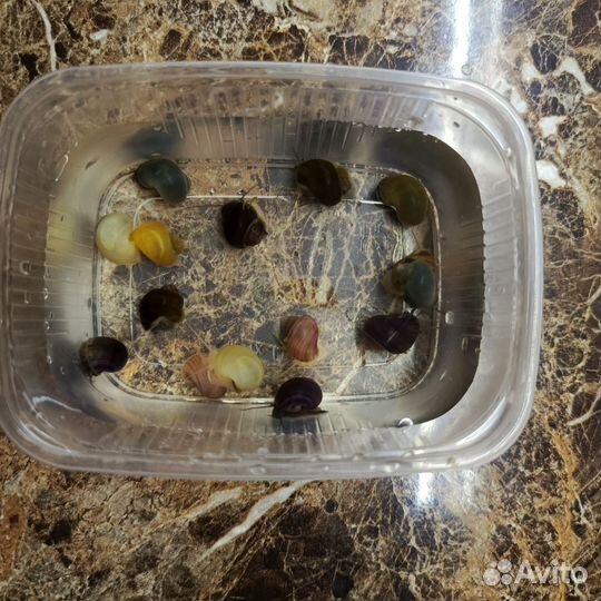 Улитки ампулярии