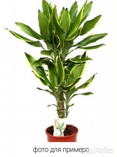Драцена Фрагранс Голден Кост
