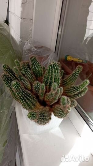 Продам кактус